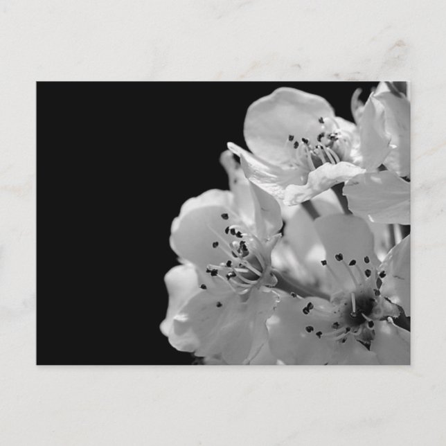 Zierbirne ... postkarte (Vorderseite)