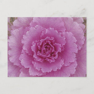 Zierkohl Blumenkohl Botanisches Foto Postkarte