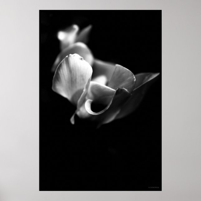 zierlich poster (Vorne)