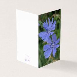 Zierliche Chicorée-Blumenkarte