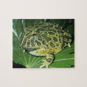 Zierteufelsfrosch, (Ceratophrys ornata),