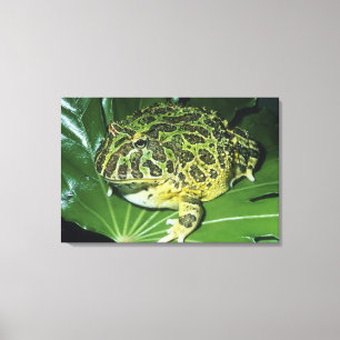 Zierteufelsfrosch, (Ceratophrys ornata), Leinwanddruck