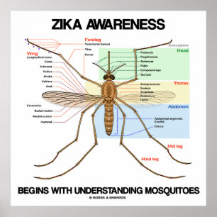 Zika Bewusstsein fängt an, Moskitos zu verstehen Poster