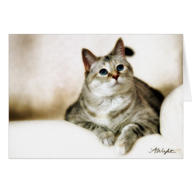 Zilla in Brown-Tönen (Vorderseite (Horizontal))