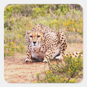 Zimbabwe cheetah Safari sur Stickers Display