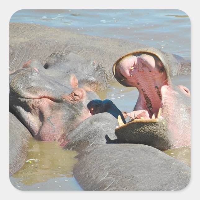 Zimbabwe Hippo's Safari auf Display Quadratischer Aufkleber (Vorderseite)