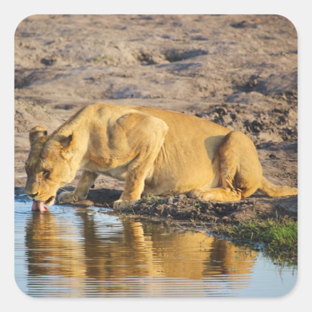 Zimbabwe Lioness Safari auf Display Stickers (Vorderseite)