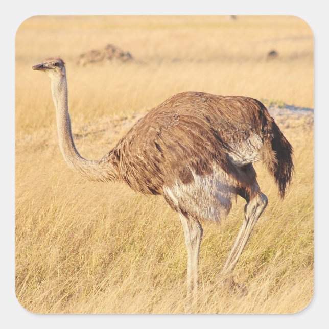 Zimbabwe Ostrich Safari auf Display Stickers (Vorderseite)