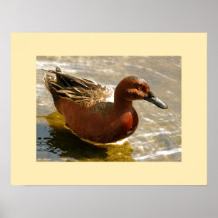 Zimt-aquamariner Enten-Druck Poster