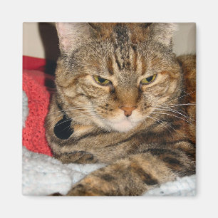 Zimt die Katze Magnet