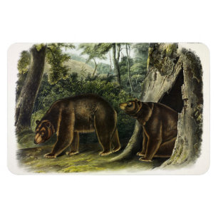 Zimtbär aus Audubons Quadrupeds Magnet