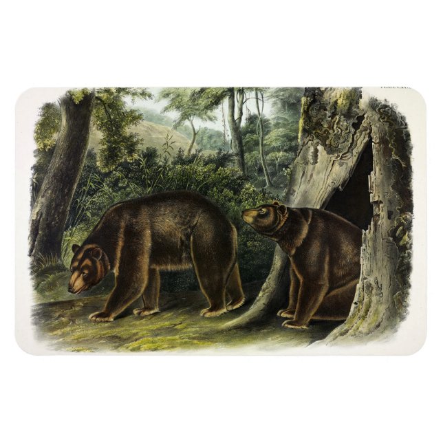 Zimtbär aus Audubons Quadrupeds Magnet (Horizontal)