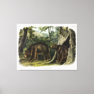 Zimtbär aus den Quadrupeds von Audubon Leinwanddruck