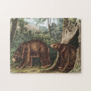 Zimtbär (Ursus Americanus var. Cinnamonum)