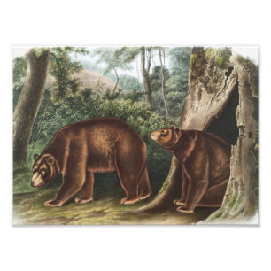 Zimtbär (Ursus Americanus var. Cinnamonum) Fotodruck