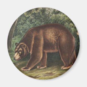 Zimtbär (Ursus Americanus var. Cinnamonum) Magnet