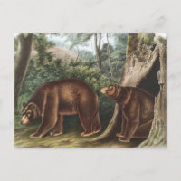 Zimtbär (Ursus Americanus var. Cinnamonum)