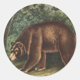 Zimtbär (Ursus Americanus var. Cinnamonum) Runder Aufkleber