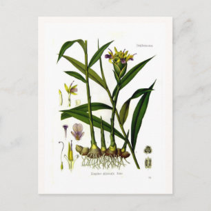 Zingiber officinalis (Ingwer) Postkarte
