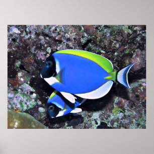 Zinnfisch Poster