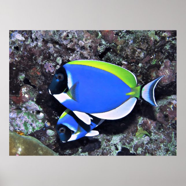 Zinnfisch Poster (Vorne)