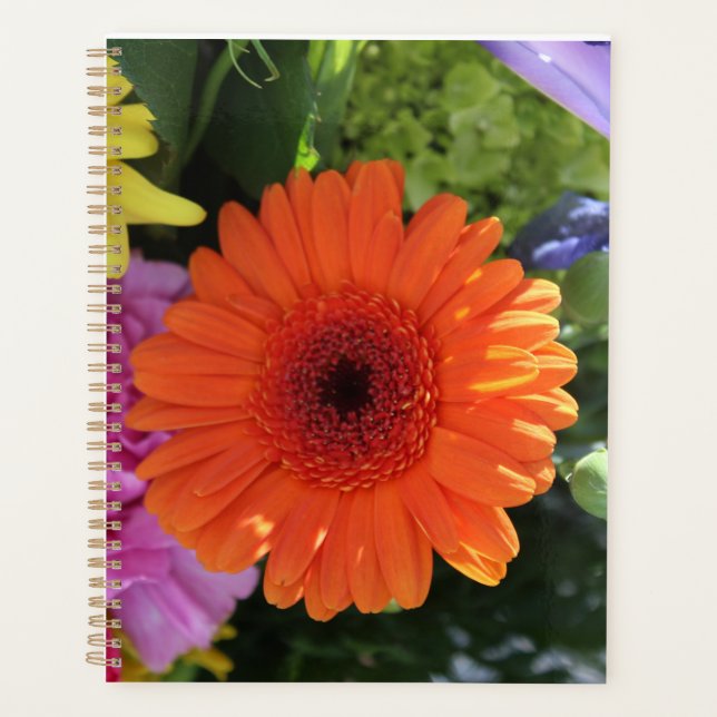 Zinnia (Devant)