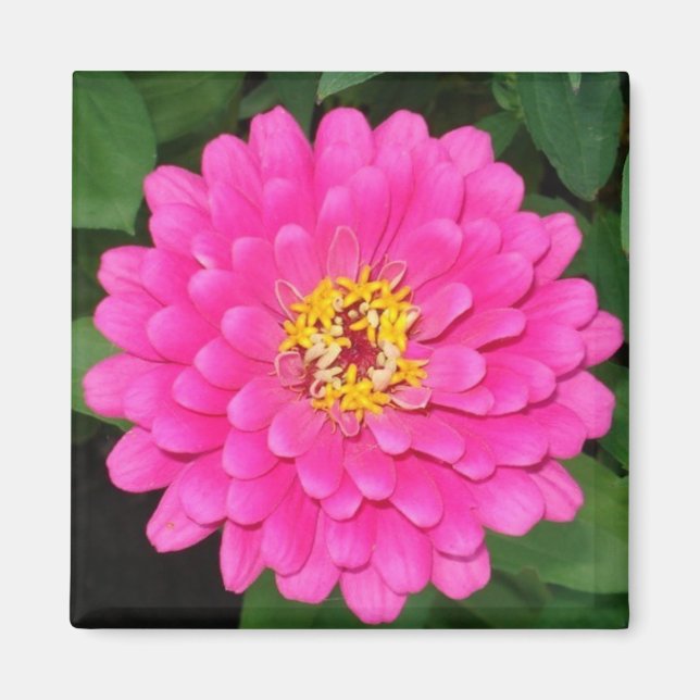 Zinnia1 Magnet (Vorne)