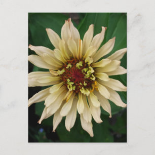 Zinnia Blume Postkarte