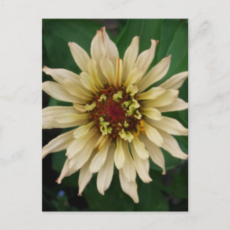 Zinnia Blume Postkarte