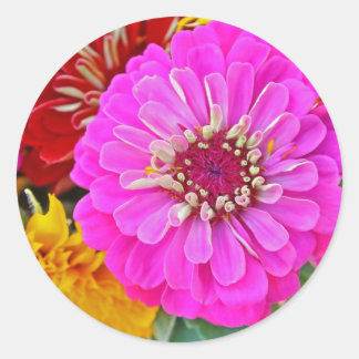 Zinnia-Blume Runder Aufkleber