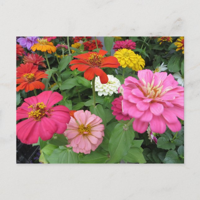 Zinnia Bundle Postkarte (Vorderseite)