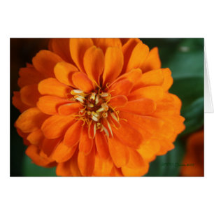 Zinnia Card