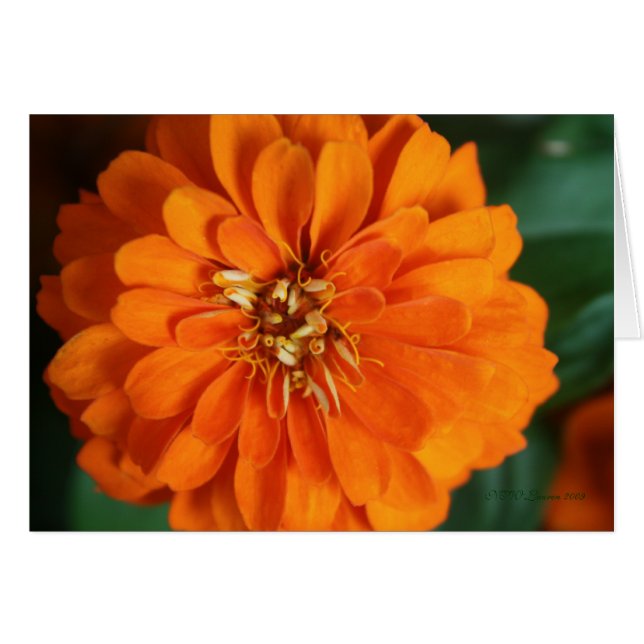 Zinnia Card (Vorderseite (Horizontal))