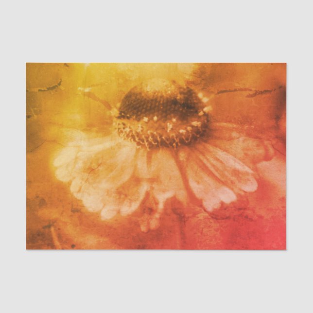 Zinnia Daisy Blume in Sepia Vintage Dekoupage Seidenpapier (Vorderseite)