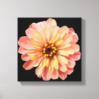 Zinnia Floral Blume Naturfotografie auf Schwarz