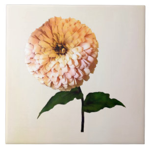 Zinnia im Rampenlicht Fliese