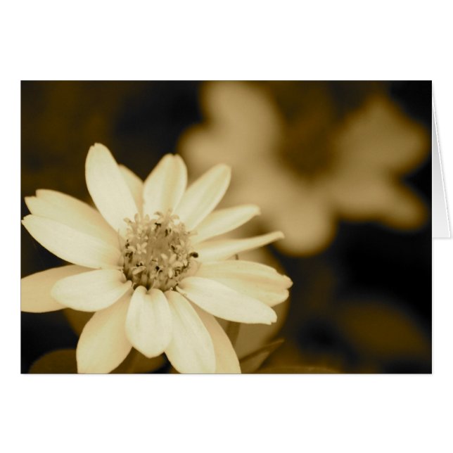 Zinnia in der Sepia-Karte (Vorderseite (Horizontal))