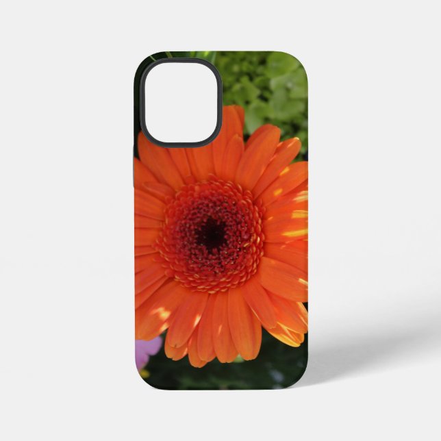 Zinnia iPhone 12 Mini Hülle (Rückseite)