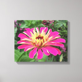 ZINNIA - Lebendes Rosa und Creme - Leinwanddruck