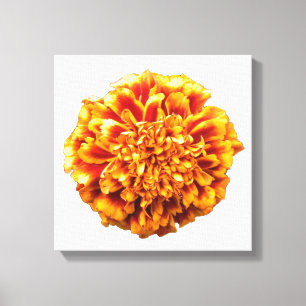Zinnia Leinwanddruck