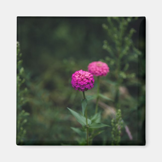 Zinnia -- magnet (Vorne)