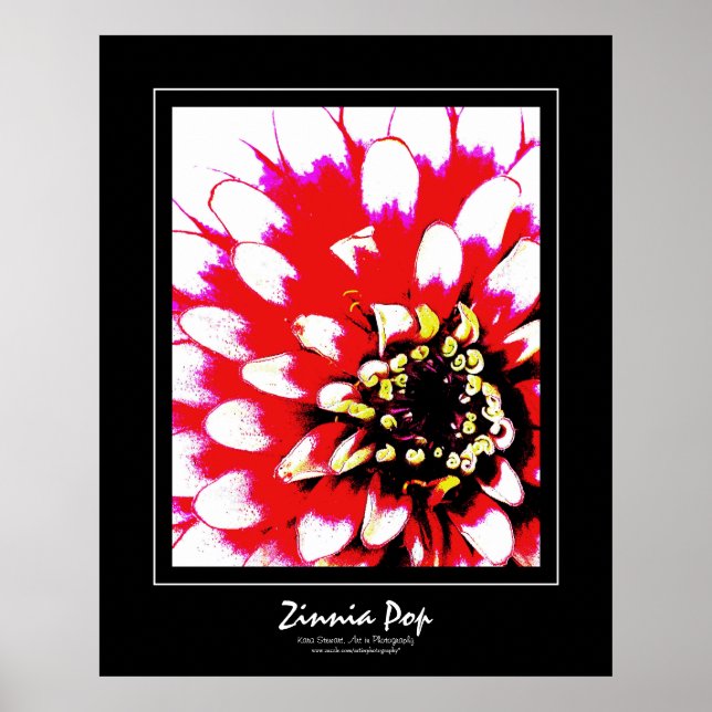 Zinnia Pop Poster (Vorne)
