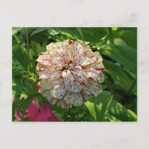 Zinnia Postcard Postkarte