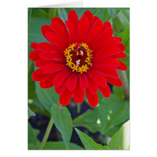 Zinnia rouge