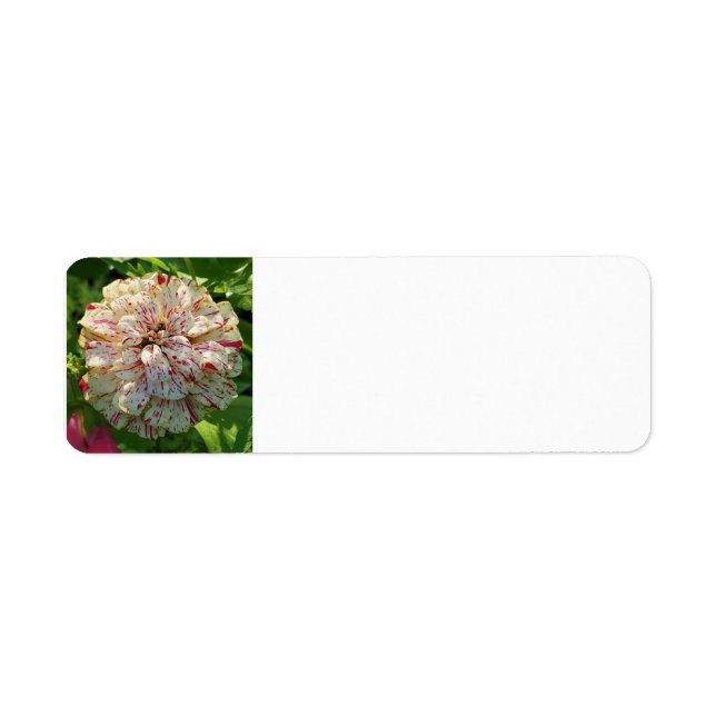 Zinnia-Rückadressenkennzeichen (Vorne)