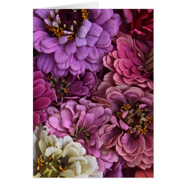 Zinnia-Scheibe (Vorne)