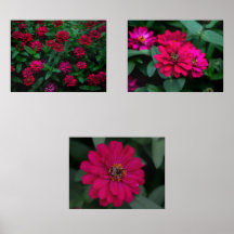 Zinnia Serenade Druck-Set