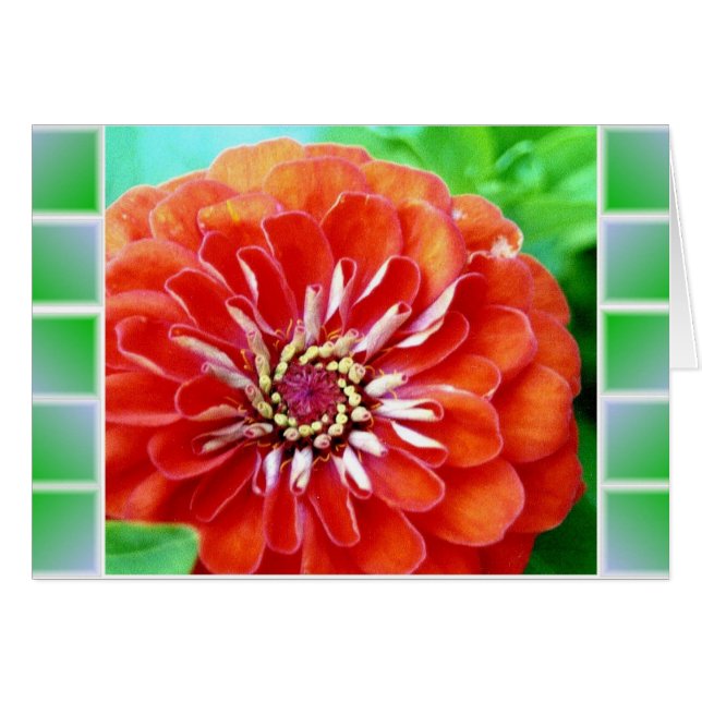 Zinnia Tiles (Vorderseite (Horizontal))