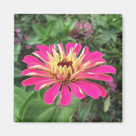 ZINNIA - Vibrant Pink and Cream - Magnet