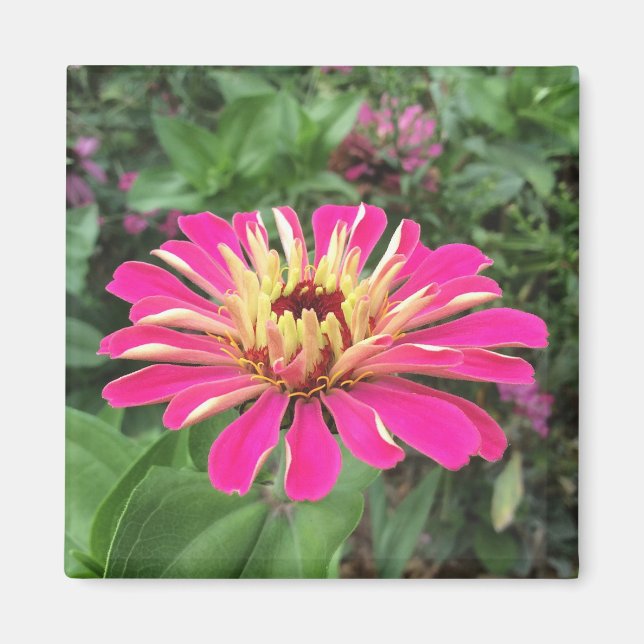 ZINNIA - Vibrant Pink and Cream - Magnet (Vorne)